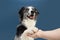 Portrait high five border collie dog trick. Obedience concept