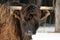 Portrait of a Highland long horn cow