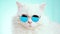 Portrait of highland straight fluffy cat with long hair and round sunglasses. Fashion, style, cool animal concept