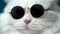 Portrait of highland straight fluffy cat with long hair and round sunglasses. Fashion, style, cool animal concept