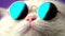 Portrait of highland straight fluffy cat with long hair and round sunglasses. Fashion, style, cool animal concept