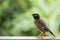 Portrait hill mynah, Gracula religiosa bird, the most intelligent birds in the world.