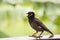 Portrait hill mynah, Gracula religiosa bird, the most intelligent birds in the world.