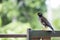 Portrait hill mynah, Gracula religiosa bird, the most intelligent birds in the world.