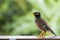 Portrait hill mynah, Gracula religiosa bird, the most intelligent birds in the world.