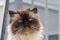 Portrait of a Himalayan cat