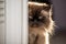 Portrait of a Himalayan cat