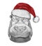 Portrait of Hippo with Santa Hat.