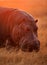 Portrait of Hippopotamus during dawn, Masai Mara