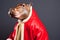 Portrait of a Hippopotamus Dressed in a Red Santa Claus Costume in Studio with Colorful Background