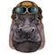 Portrait of hippopotamus, hippo. Wild african animal. Vintage aviator helmet with googles.