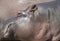 Portrait of a hippopotamus, Hippopotamus amphibius lying hipo head, focus on eye