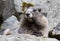 Portrait Hoary Marmot