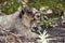 Portrait of Hoary Marmot