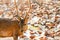 A portrait of Hog Deer is on a drying pavement, coconut meat and coconut shell blurred backgrounds. Kradad Island, Thailand