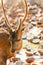 A portrait of Hog Deer is on a drying pavement, coconut meat and coconut shell blurred backgrounds. Kradad Island, Thailand