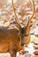 A portrait of Hog Deer is on a drying pavement, coconut meat and coconut shell blurred backgrounds. Kradad Island, Thailand