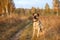 Portrait of Hollandse herder against the background of an autumn yellow field