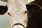 Portrait of holstein cow