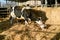 Portrait of Holstein cow with her newborn calf lying on a straw