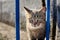 Portrait of a homeless cat peeps through the bars of a blue fence