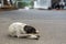 A portrait of a homeless dog lies in the middle of the street