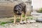 Portrait homeless dog which guards her food