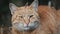 Portrait Homeless Ginger Cat Sitting on the Ground in Park, Looking Around