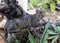 Portrait of homeless or wild gray cat lying on driftwood in outdoor mediterranean restaurant and looking into the camera