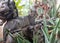 Portrait of homeless or wild gray cat lying on driftwood in outdoor mediterranean restaurant and looking into the camera