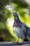 Portrait of homing pigeon bird in green park