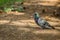 Portrait of homing pigeon on brown ground