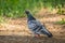 Portrait of homing pigeon on ground