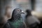 Portrait of homing pigeon in home loft