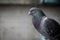 Portrait of homing pigeon in home loft