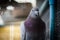 Portrait of homing pigeon in home loft