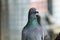 Portrait of homing pigeon in home loft