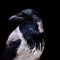 Portrait of a hooded crow in close up with face in profile