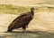 Portrait of a hooded vulture, critically endangered scavenger bird from the desert of Africa