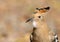 Portrait of Hoopoe