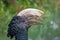 Portrait of a hornbill in an animal park