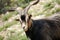 Portrait of a horned black goat on a natural background.