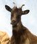Portrait of  horned brown funny goat