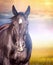 Portrait of horse in autumn landscape at sunset