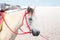 Portrait of horse beautiful arabian white colt on the sea background