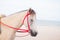 Portrait of horse beautiful arabian white colt on the sea background