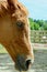 Portrait of a horse, close-up. Thit is an odd-toed ungulate mammal belonging to the taxonomic family Equidae.