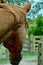 Portrait of a horse, close-up. Thit is an odd-toed ungulate mammal belonging to the taxonomic family Equidae.