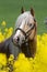 Portrait of horse in the colza field