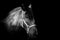 Portrait of a horse on dark background